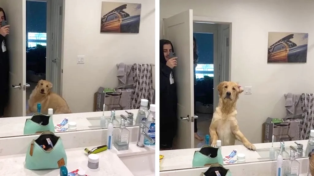 Dog Confused by Mirror Reflection