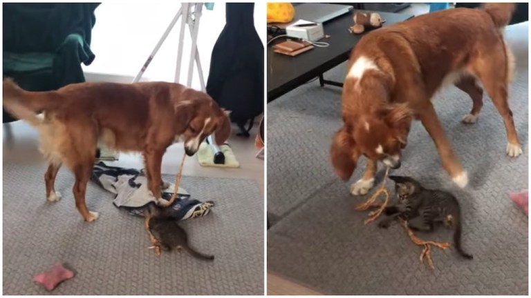 Dog Plays With Kitten Using Rope