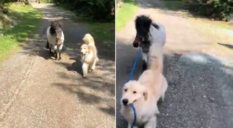 Dog Takes Mini Horse Out For a Walk