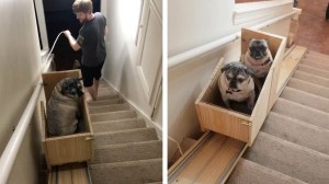 Doggievator Stairlift for Three Pugs