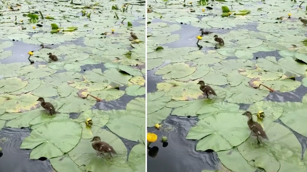 Ducklings Run Across Lilly Pads