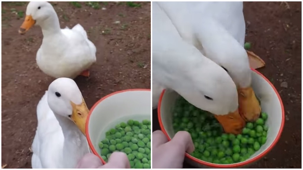 Ducks-Greedily-Gobble-Up-Bowl-of-Peas.jp