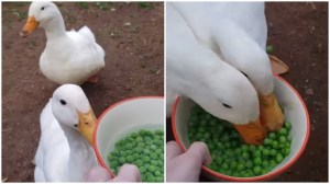 Ducks Greedily Gobble Up Bowl of Peas