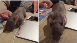 Elsie the BabyElsie the Baby Wombat Learns to Walk Wombat Learns to Walk