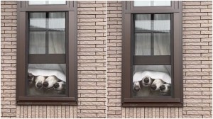 Four Dog Noses Peek From Behind Curtain to Outside