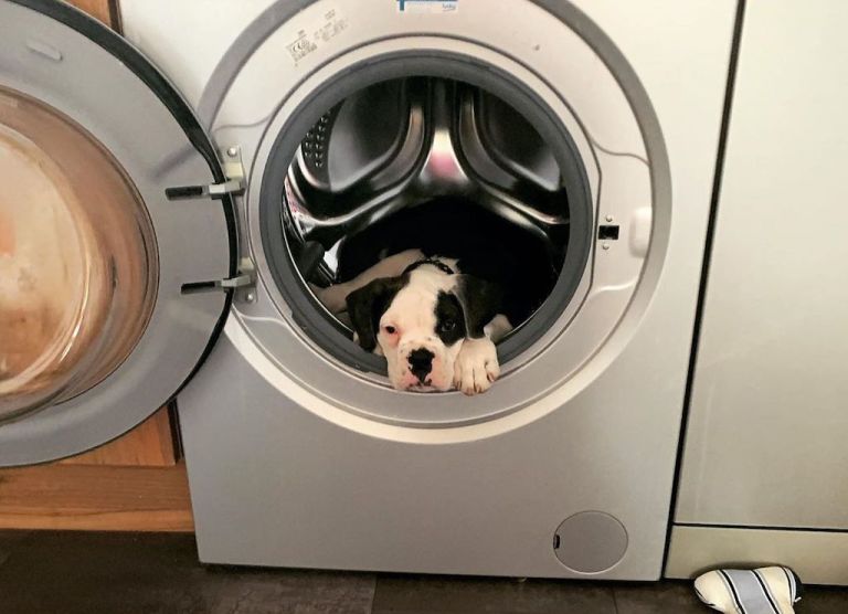 Hulk the Bulldog in Washing Machine