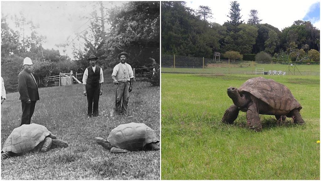 A Seychelles Giant Tortoise Named Jonathan Is the Oldest Known Living Land  Dwelling Animal in the World