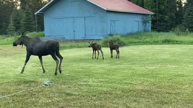 Moose Walks to Other Side of Sprinkler