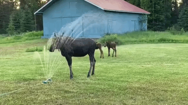 Moose in Sprinkler