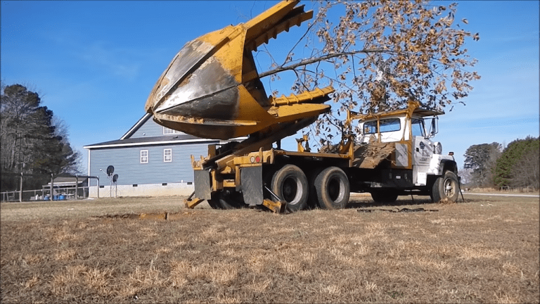 Moving My Childhood Tree