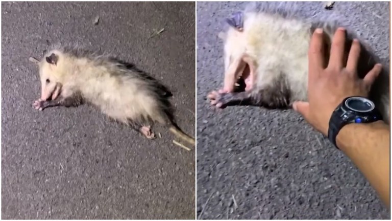 Opossum Plays Possum