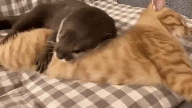 Otter Hugs Kitten Before Sleep