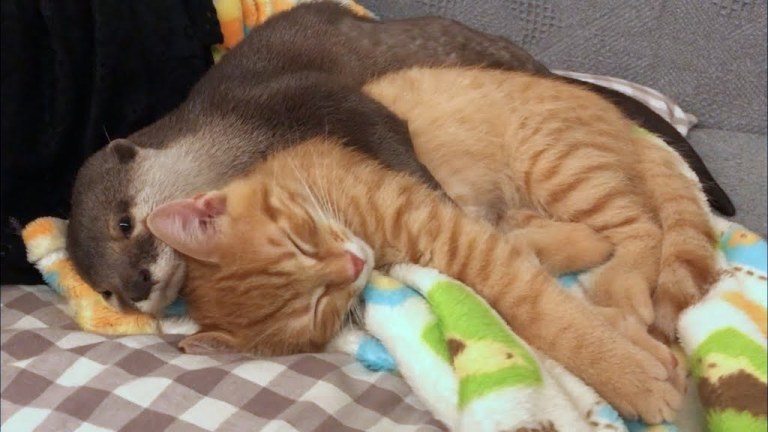 Otter Hugs Kitten