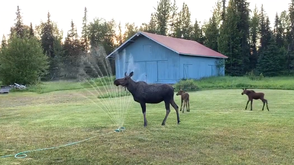 Overheated-Moose-Stands-in-Sprinkler.png