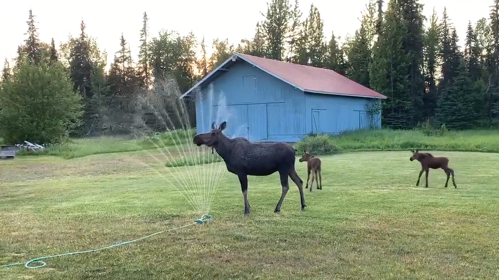 Overheated Moose Stands in Sprinkler