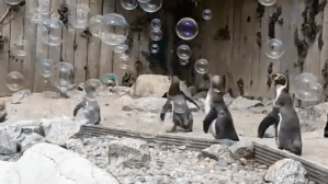 Penguins Chase Bubbles
