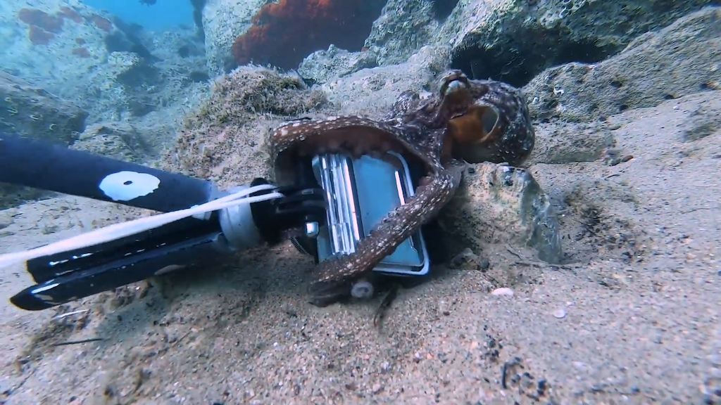 Playing Tug of War with an Octopus over GoPro