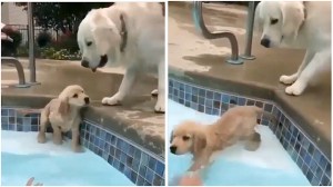 Puppy Learns to Swim Under Watchful Eye of Mom