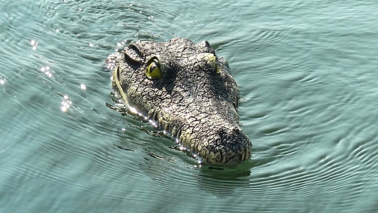 Remote Control Crocodile Head