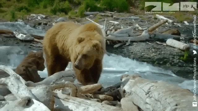 Robotic Bear Cub Fishing With Grizzlies