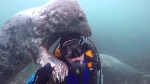 Seal Investigates Diver