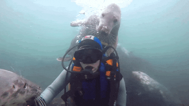 Seals Investigate Diver