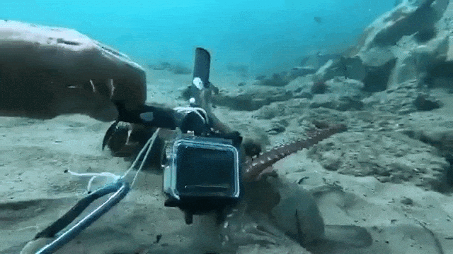 Tug o War With Octopus GoPro