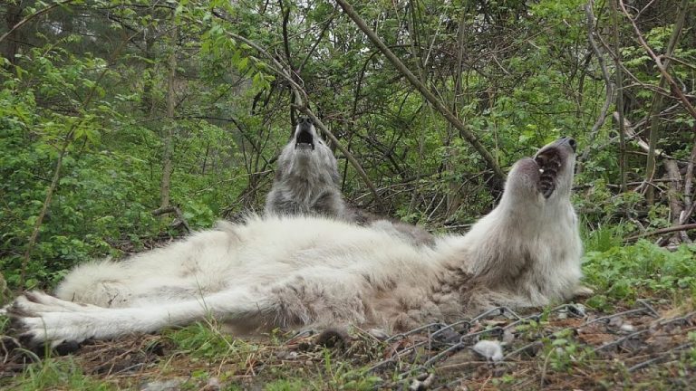 Wolves Howl While Lying Down