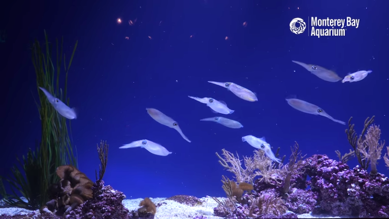 2 Hours Of Squid Monterey Bay Aquarium Krill Waves