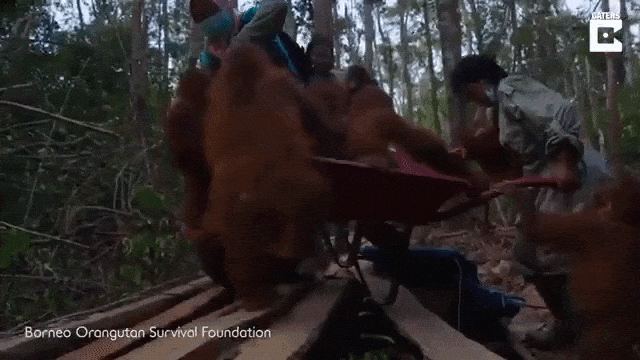 Baby Orangutans Hitch a Ride Back to Nursery in Wheelbarrows