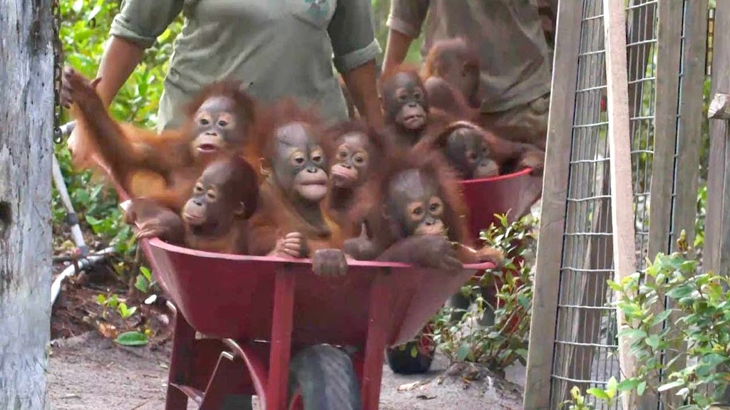 Baby Orangutans in Wheelbarrows