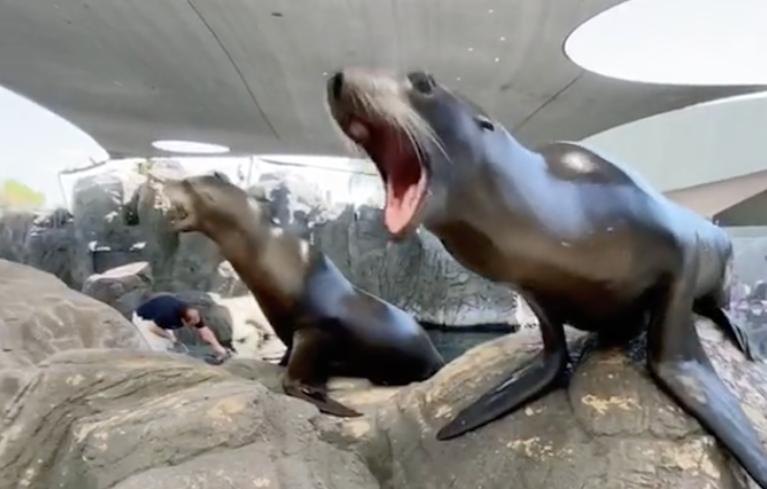 Barking Contest Sea Lions