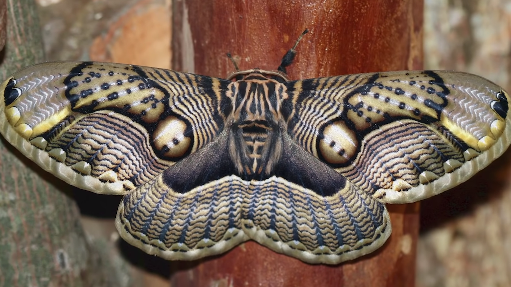 Beautiful Moths