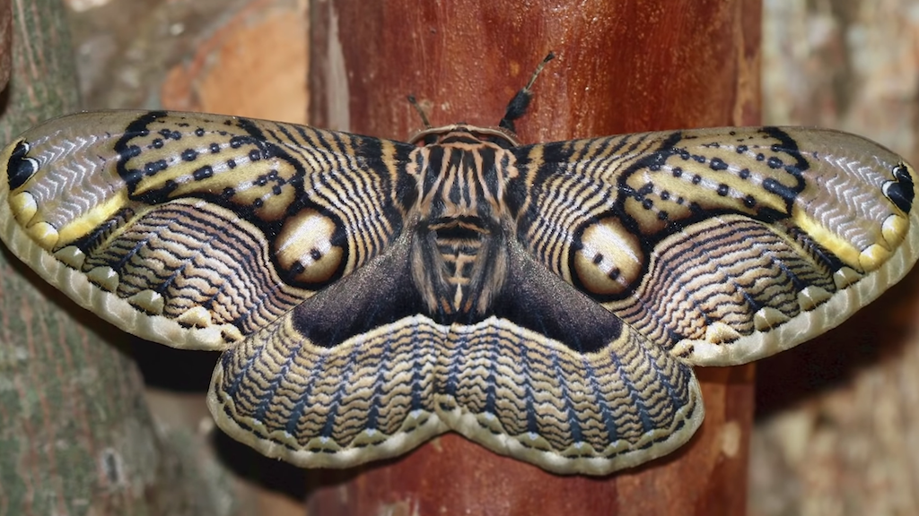 the-incredible-variety-of-uniquely-beautiful-moths