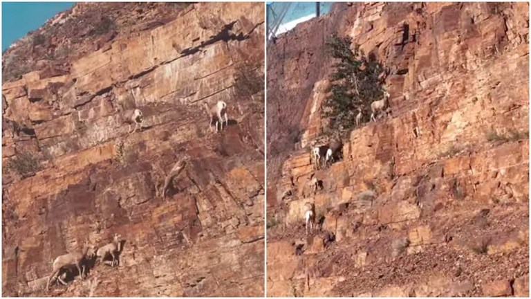 Bighorn Sheep Scale Montana Mountain