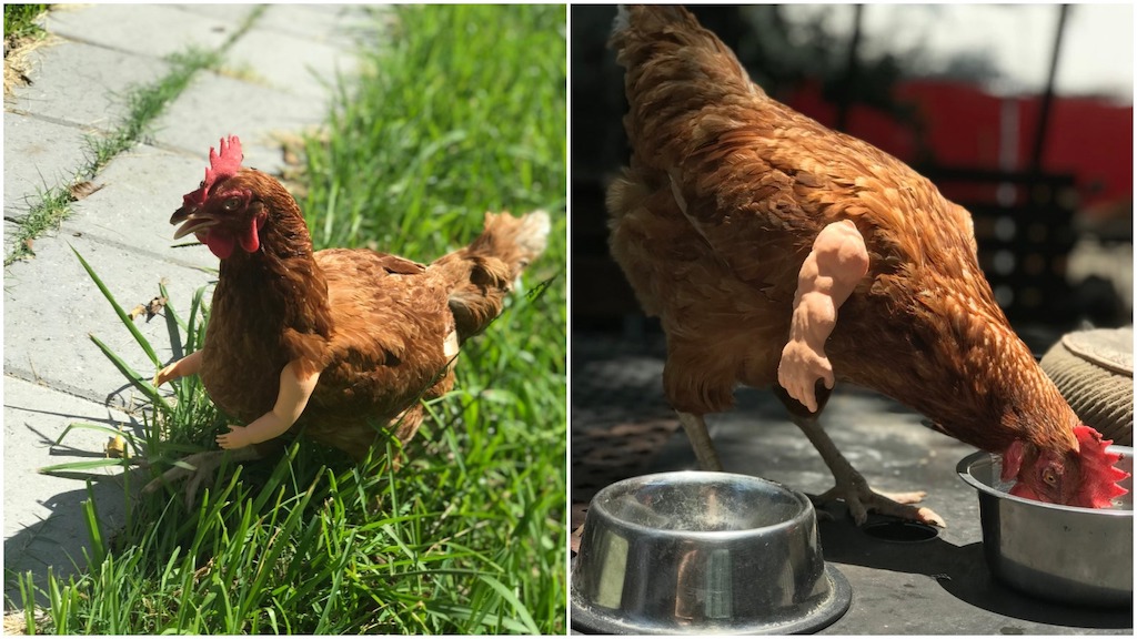 Tiny 3D Printed Baby Arms for Chickens That Bring the 'Birds With