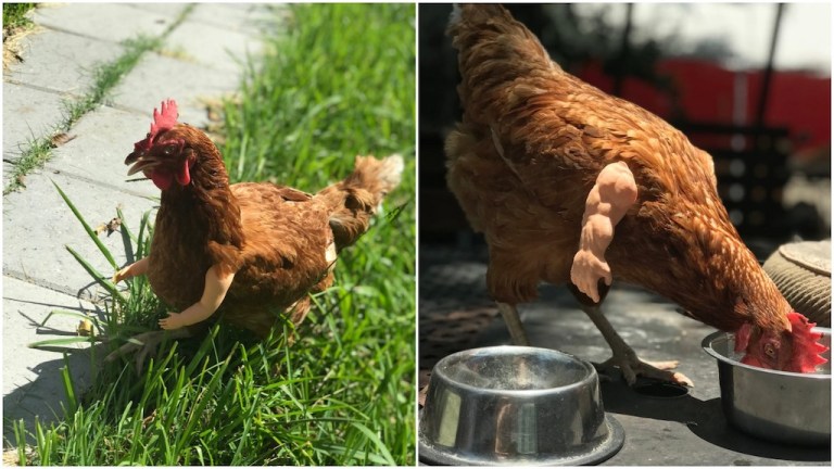 Birds With 3d Printed Arms