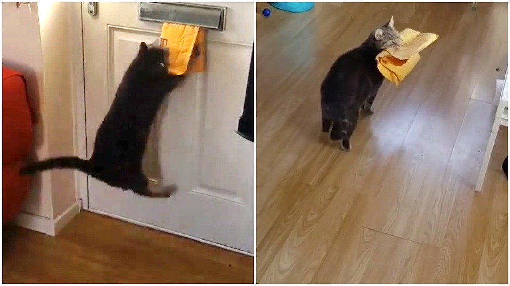 Cat Leaps to Retrieve Package