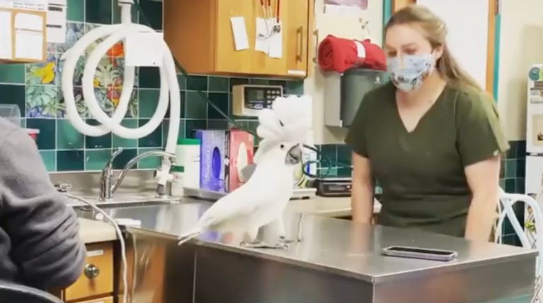 Cockatoo Dances With Vet Staff