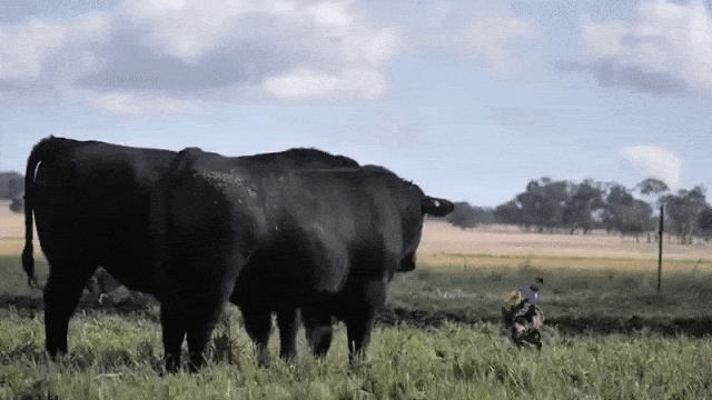 Cowboys Ride on Bull Herding Dogs