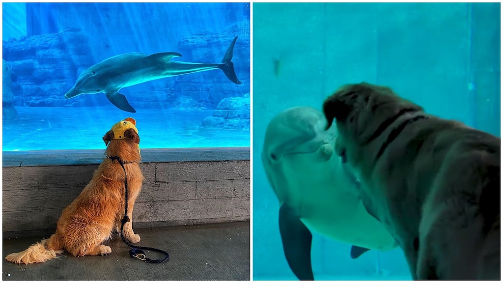 Dog Named Kevin Becomes Friends With Winter Dolphin