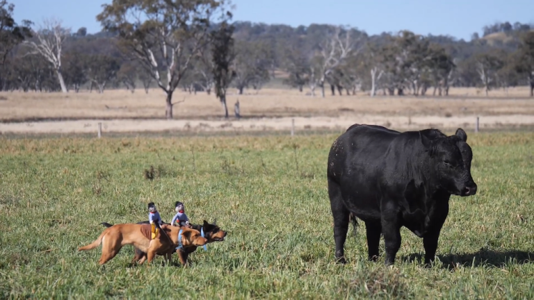 Eaglehawk Herding Cowboys