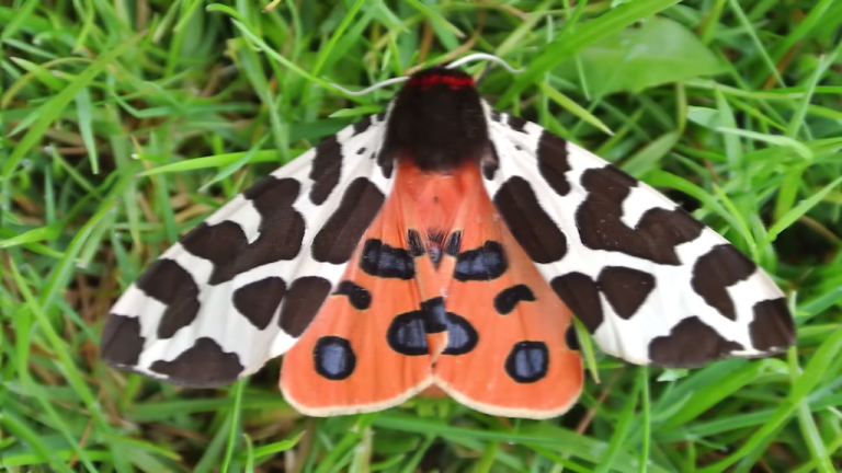 Garden Tiger Moth