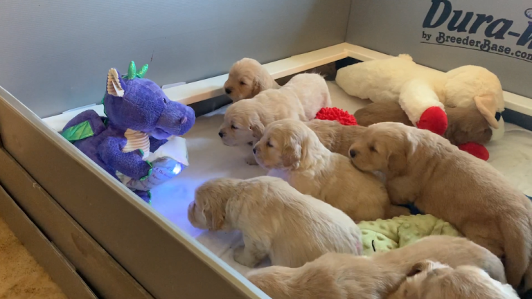 Golden Retriever Puppies Enjoying Story Time From a Dragon