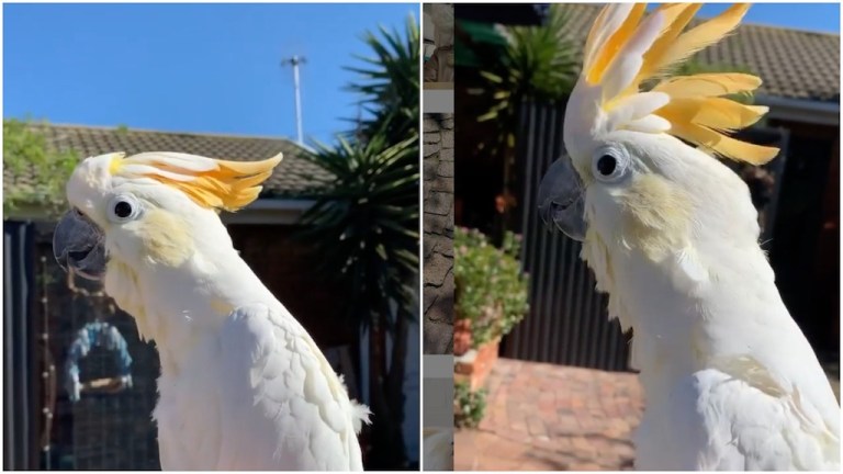 Jewel the Cockatoo Meows and Barks