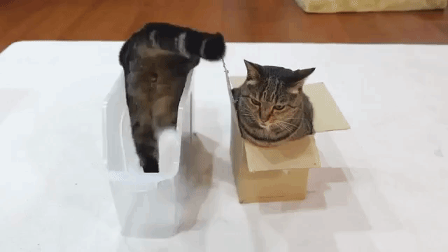 Maru Does Handstand Inside Box