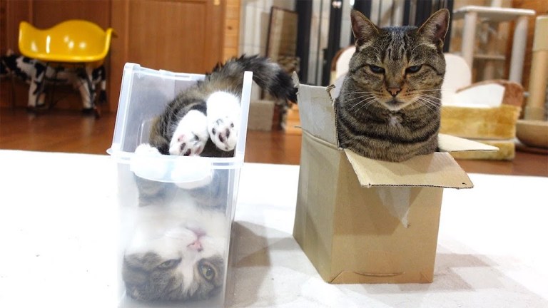 Maru Does Headstand