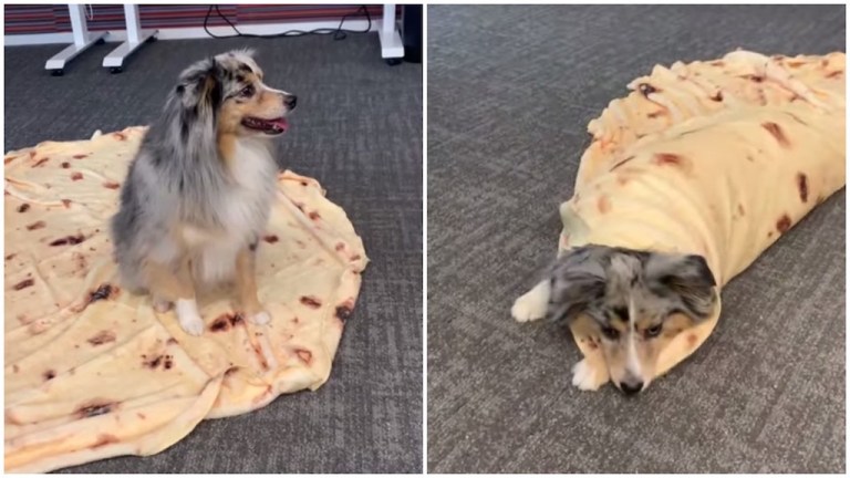 Mini Aussie Burrito Roll