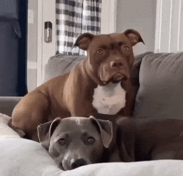 Pit Bulls React to Story