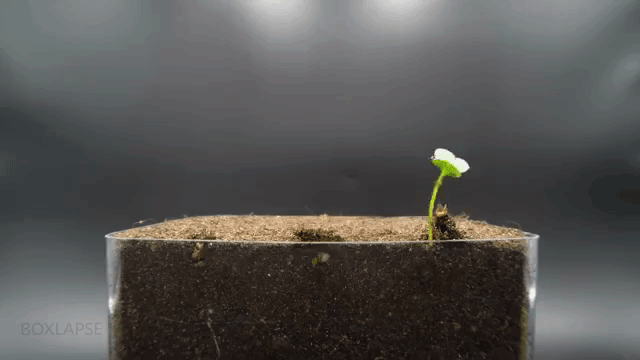 Cuanto tiempo tarda en crecer y florecer una planta de cannabis? – Border  Grower